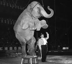 Cirque sans animaux - Élimination des spectacles d'animaux